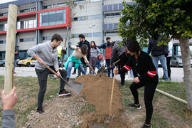"Primera arbolada" en la Universidad de Málaga. Escuela Técnica Superior de Ingeniería Industrial. Enero de 2020