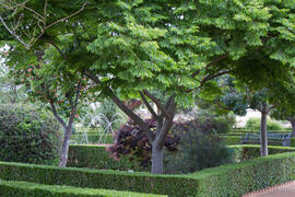 Jardín Botánico. Campus de Teatinos. Mayo de 2013