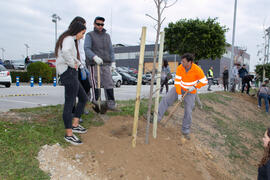 "Primera arbolada" en la Universidad de Málaga. Escuela Técnica Superior de Ingeniería Industrial. Enero de 2020
