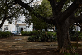 Jardín central del Campus de El Ejido. Abril de 2021