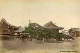 Kyoto (Japón), templo Yoshimine-dera con el pino "Yūryū no Matsu". Fotógrafo desconocido