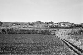 Montes de la Axarquía. Rincón de la Victoria. Febrero de 1954. España.