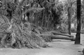 Palmeras caídas como consecuencia del temporal de viento. Paseo del Parque. Málaga. Enero de 1963