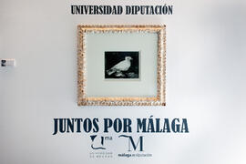 Exposición "Universidad-Diputación. Juntos por Málaga". Sala de exposiciones de la Diputación Provincial. Septiembre de 2013