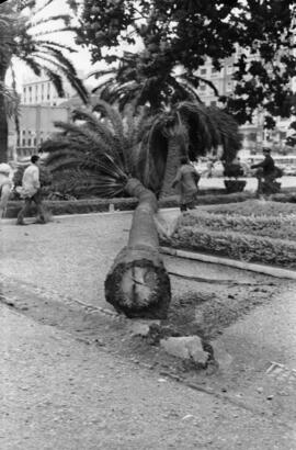 Palmera caída como consecuencia del temporal de viento. Paseo del Parque. Málaga. Enero de 1963