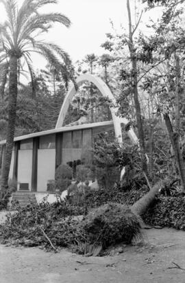 Palmera caída como consecuencia del temporal de viento. Paseo del Parque. Málaga. Enero de 1963